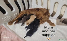 Cavapoo dogs for sale: Stunning litter of cavapoos - Image 24