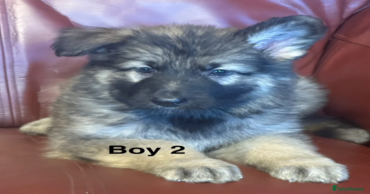 German Shepherd Puppies for sale in Mold, Flintshire | Pets4Homes