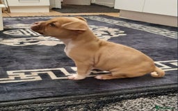 Alapaha Blue Blood Bulldog dogs for sale: Alapaha blue blood bulldog female puppy  - Image 7
