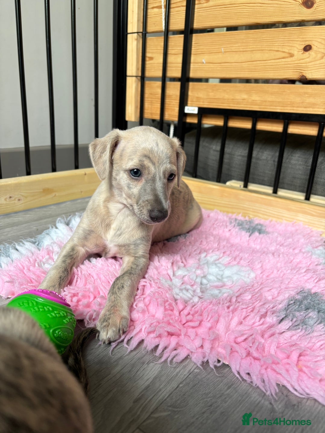 Whippet dogs for sale: BLUE BRINDLE GIRL!!! KC reg £1200 available now - Image 4