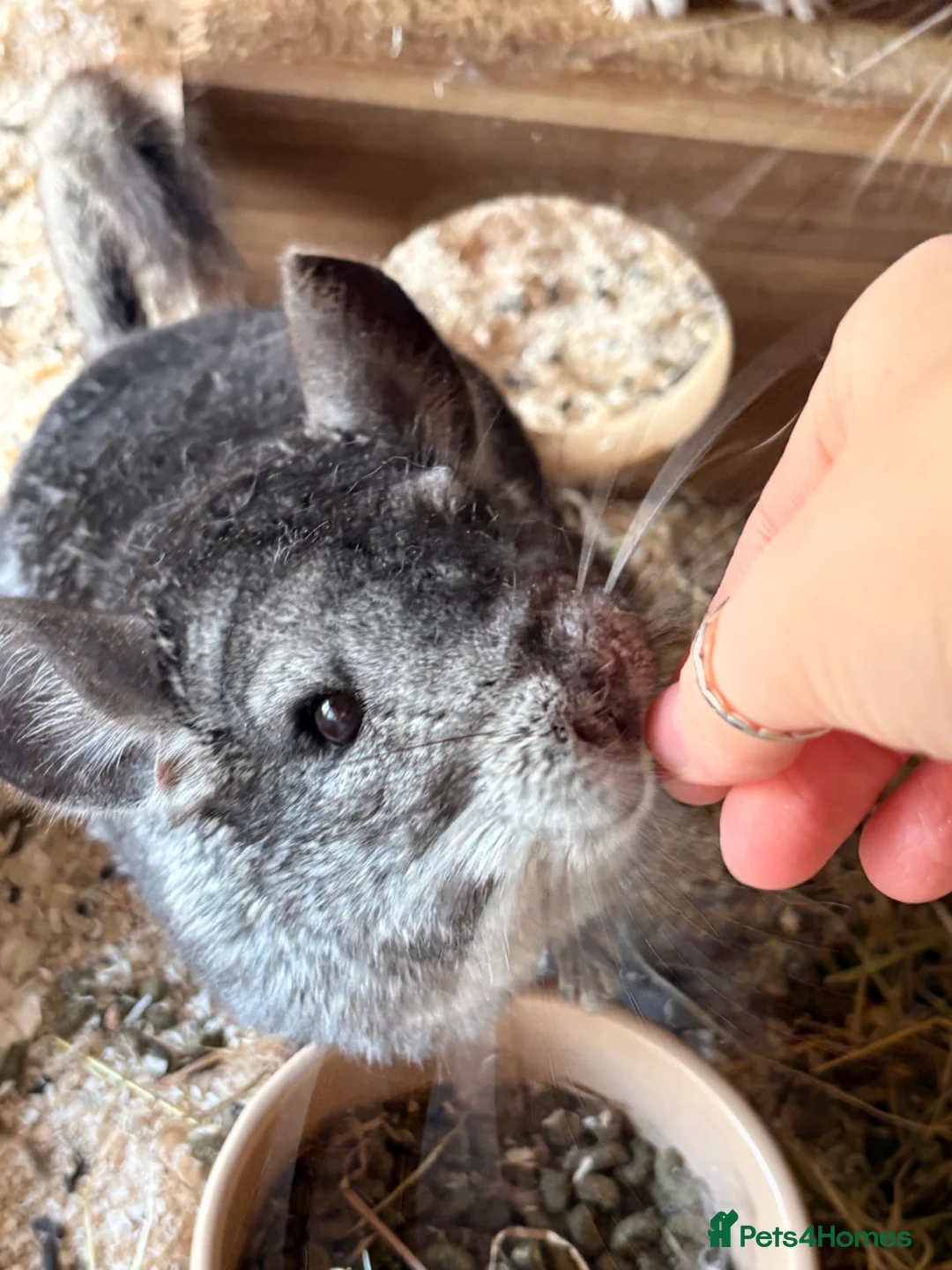Chinchilla rodents for sale: Two gorgeous, friendly chinchilla girls in Winchester - Advert 1