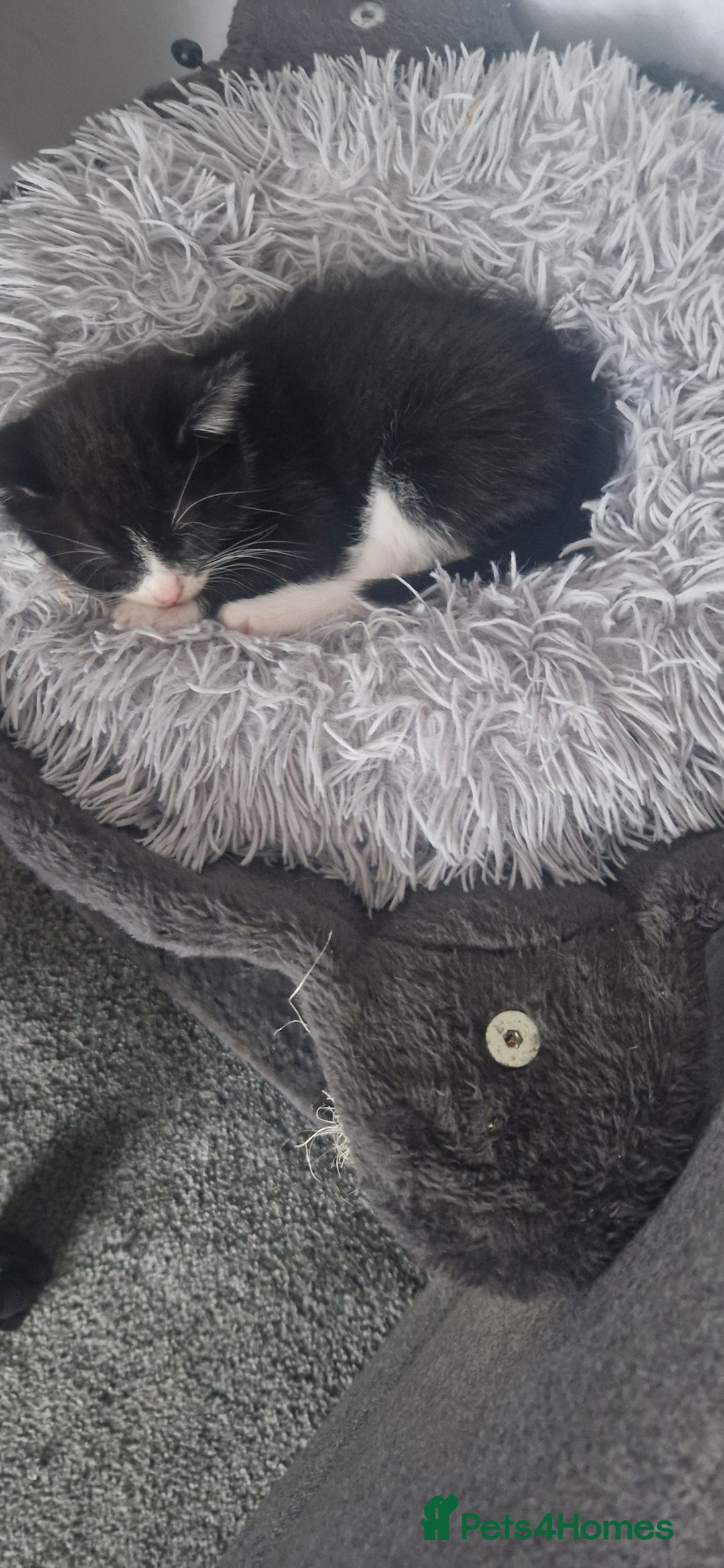 American Shorthair cats for sale: Kittens for sale - Image 2