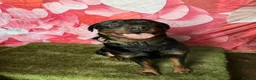 Rottweiler dogs for sale: 2 Year Rottweiler Male Needing Rehomed - Advert 3