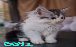 Mixed Breed cats for sale: Sweet Maine Coon mix for sale - Image 9