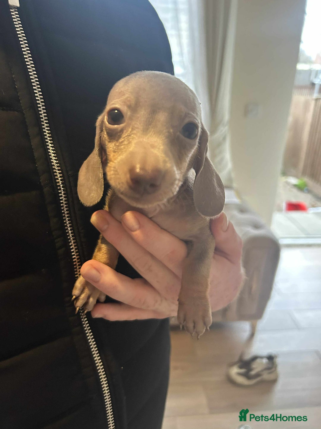 Miniature Dachshund dogs for sale: Miniature dachshund  - Advert 16