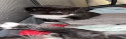 Mixed Breed cats for sale: 4 ragdoll x tuxedo kittens for sale! in Walsall - Advert 6