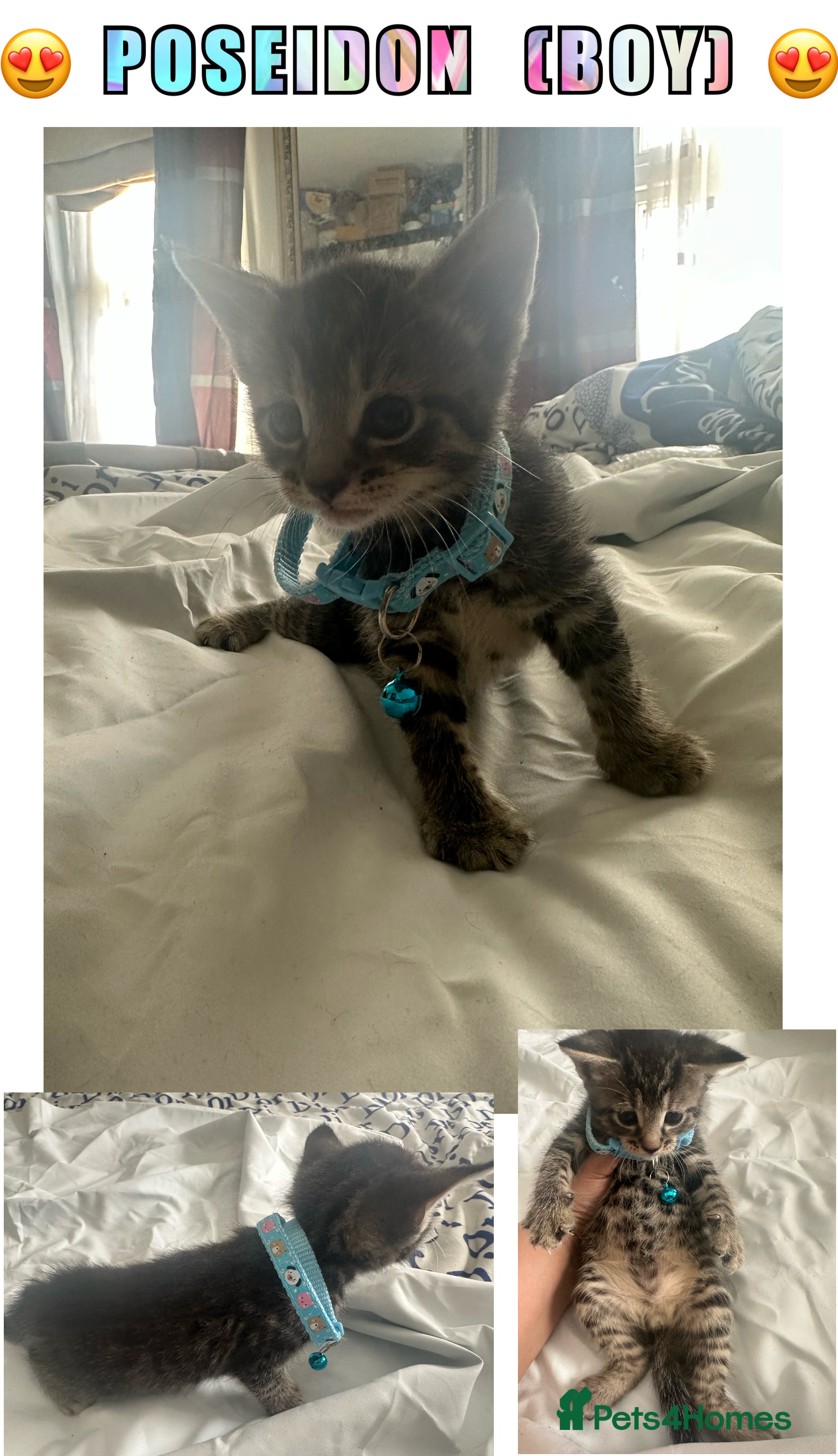 British Longhair cats 4 gorgeous playful kitten & 7 Free gifts 🎁  - Advert 2