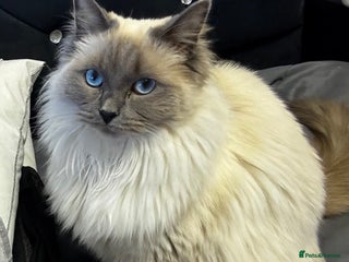 Ragdoll cats - Advert 1