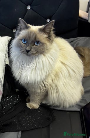 Ragdoll cats - Advert 1