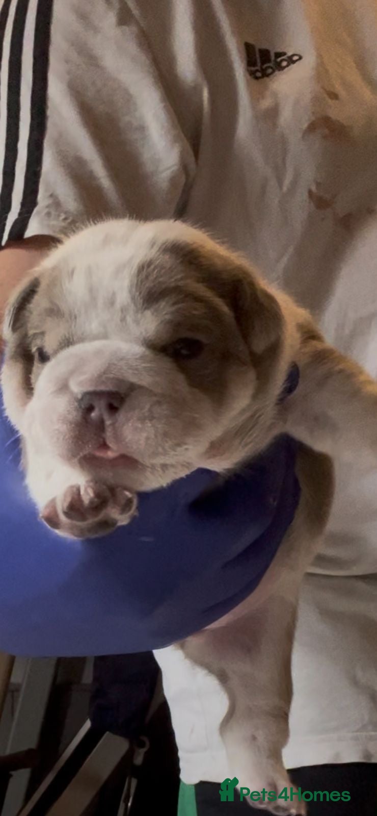 English Bulldog dogs Fluffy English Bulldog Puppies - Advert 2