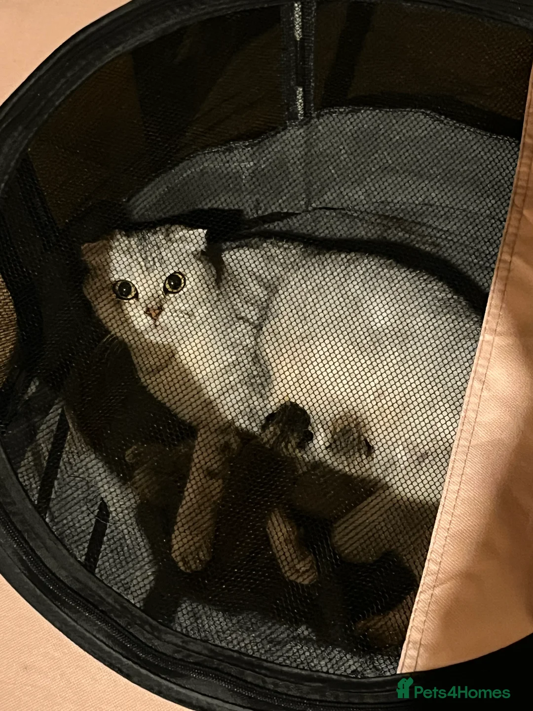 Scottish Fold cats for sale: Scottish fold kittens - Advert 1