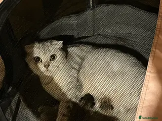 Scottish Fold cats Scottish fold kittens - Advert 2