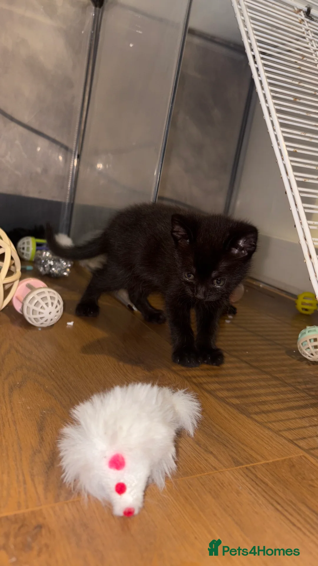 Mixed Breed cats for sale: One boy remaining  - Advert 2