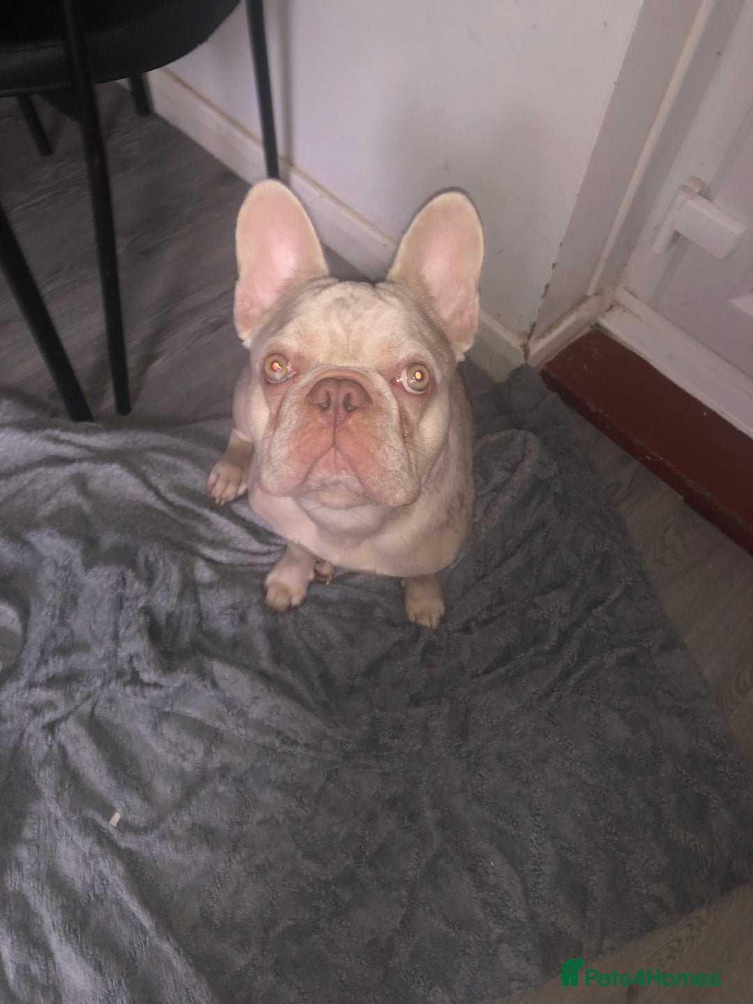 French Bulldog dogs for sale: Merle Frenchie - Image 2