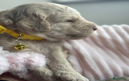 Australian Labradoodle dogs for sale: Genuine Australian Labradoodle (not poodle-lab mix in Wallington - Image 26