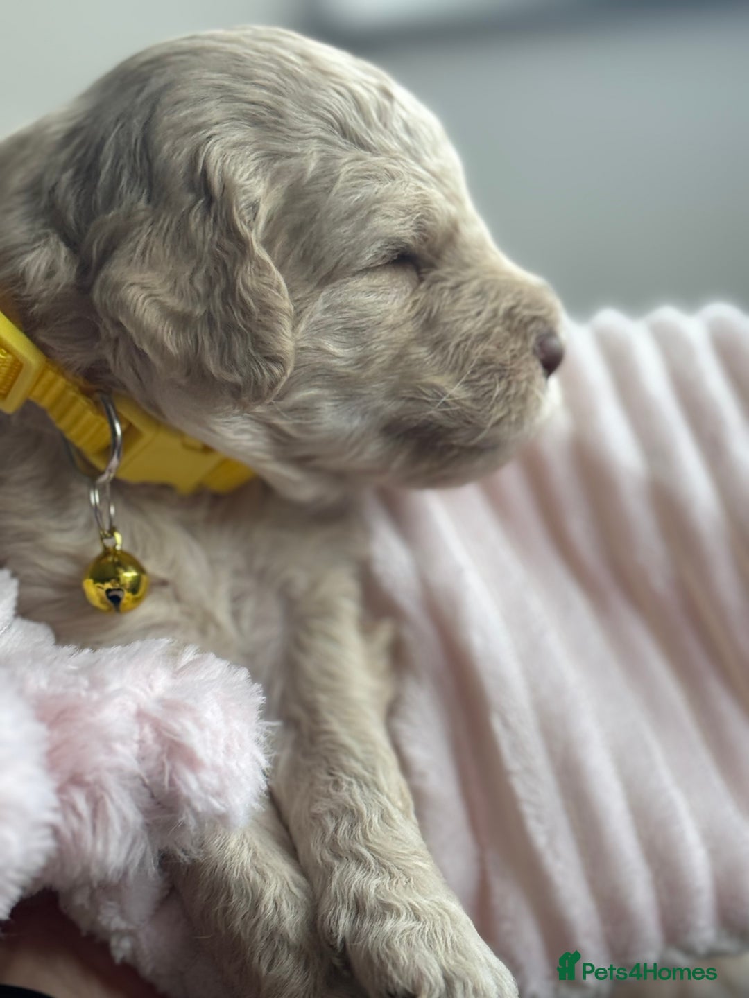 Australian Labradoodle dogs for sale: Genuine Australian Labradoodle (not poodle-lab mix in Wallington - Image 26