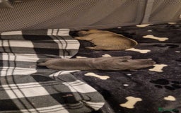 Frug dogs for sale: 6 beautiful frug puppies.  - Image 13