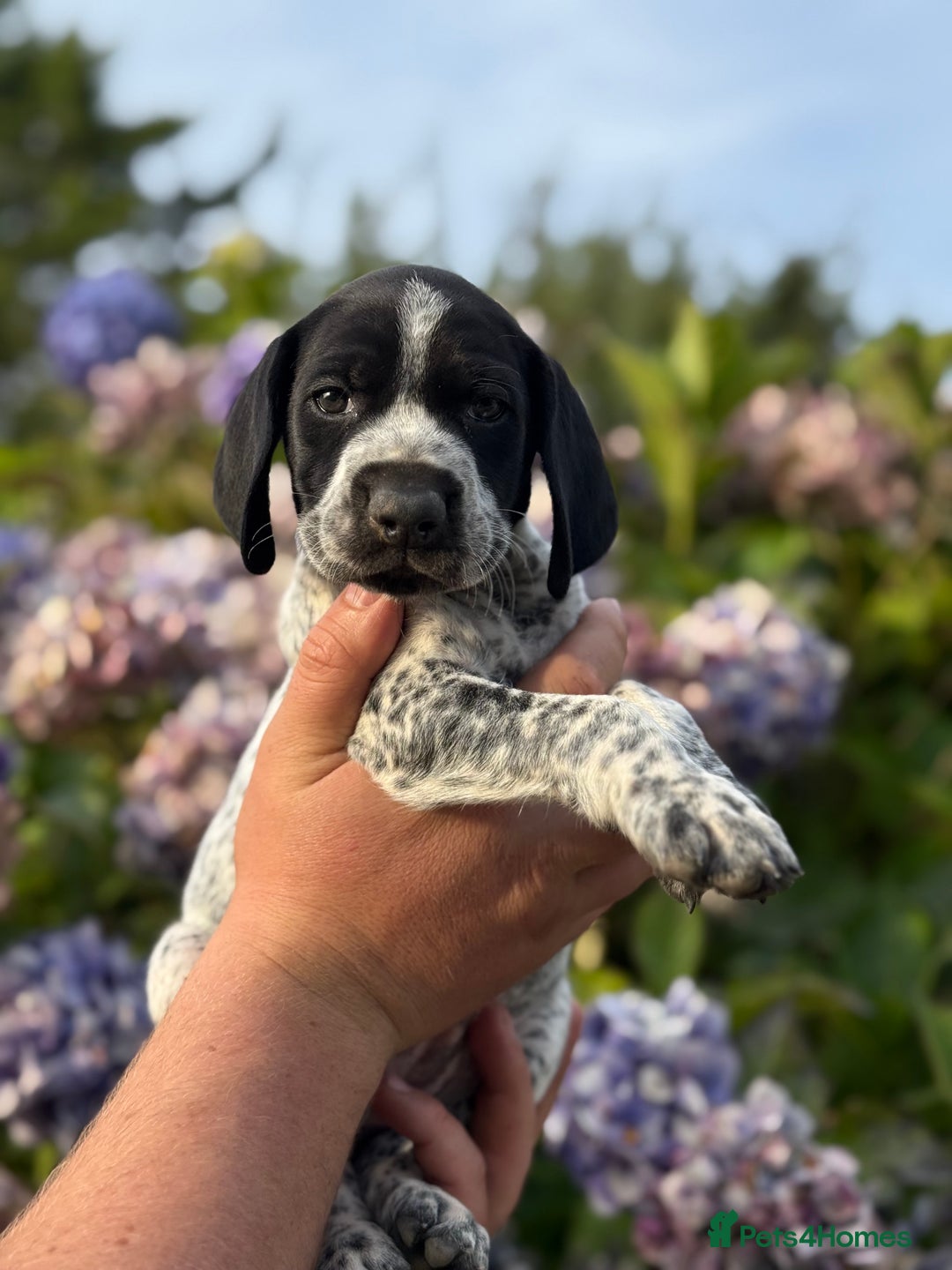 German Shorthaired Pointer dogs for sale: German Shorthaired Pointer Puppies - Image 4