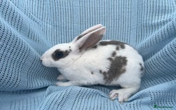 Rex rabbits for sale: Adult and babies  - Image 14