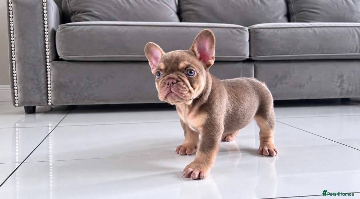 French Bulldog dogs 🐾 Beautiful French Bulldog Puppies 🐾 - Advert 11