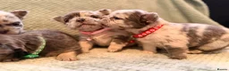 French Bulldog dogs for sale: Best in west mids.5 star full fluffy litter - Advert 2