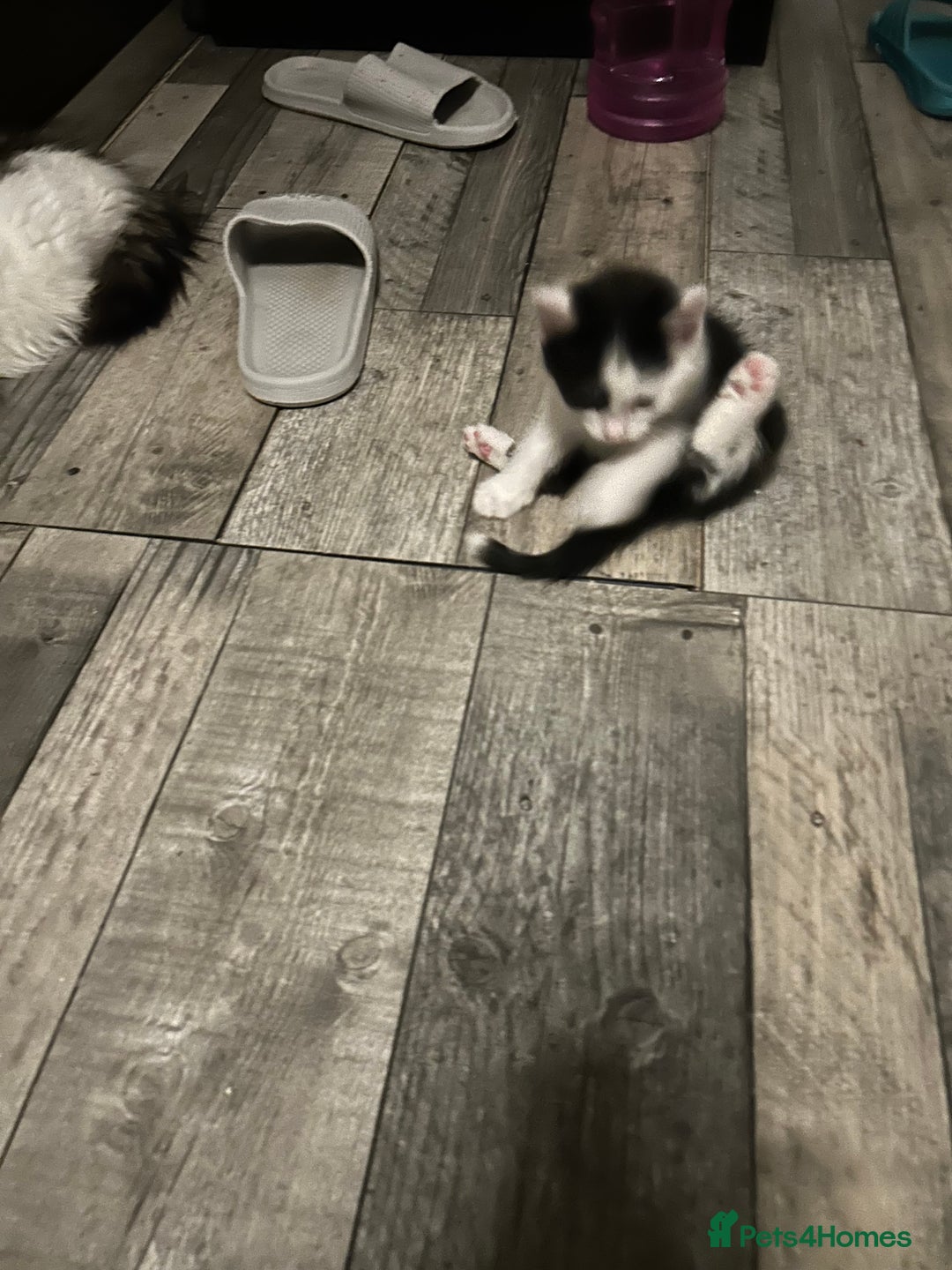 Mixed Breed cats for sale: Kittens are ready now 8 weeks old  - Advert 12