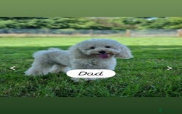 Cockapoo dogs for sale: *READY NOW* Beautiful F1b Cockapoo Puppies - Image 15