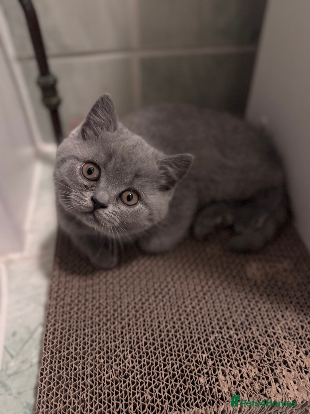 British Shorthair cats for sale: British shorthair kittens 🐈‍⬛ - Advert 16