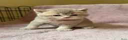 British Shorthair cats for sale: British Shorthair Kittens - Advert 9