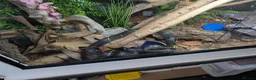Rat Snake reptiles for sale: Russian rat snake female  in Andover - Advert 9