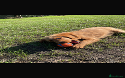 Mini Goldendoodle dogs for sale: F1 Goldendoodle puppies  - Image 18