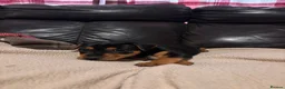 Jack Russell dogs for sale: 🐶 PURE JACK RUSSELL PUPPIES FOR SALE - Advert 7