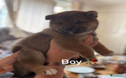 Japanese Shiba Inu dogs for sale: Beautiful Japanese shiba inu puppies 🐶  - Image 1