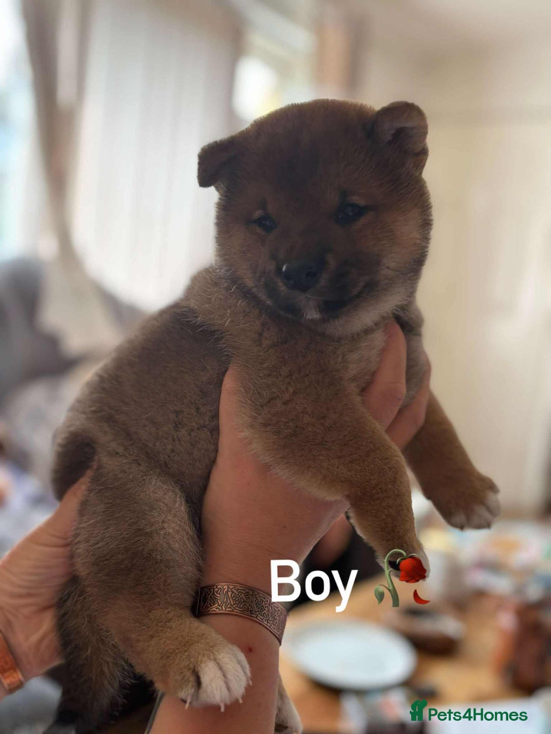 Japanese Shiba Inu dogs for sale: Beautiful Japanese shiba inu puppies 🐶  - Image 1