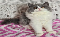 British Longhair cats for sale: Tica registered British Longhair Lady Rehome - Image 17