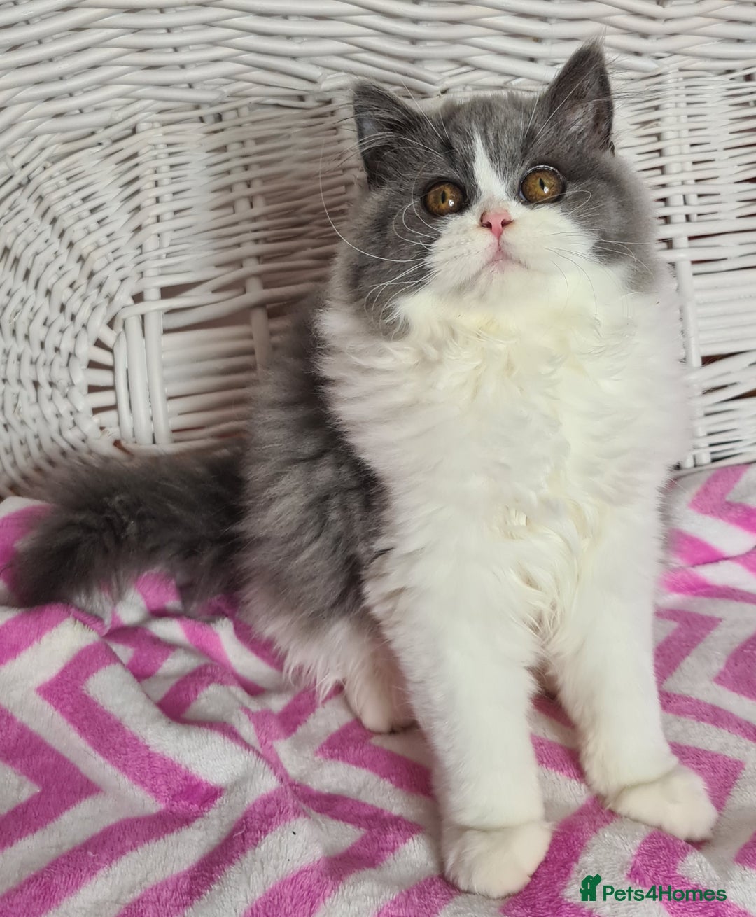 British Longhair cats for sale: Tica registered British Longhair Lady Rehome - Image 17