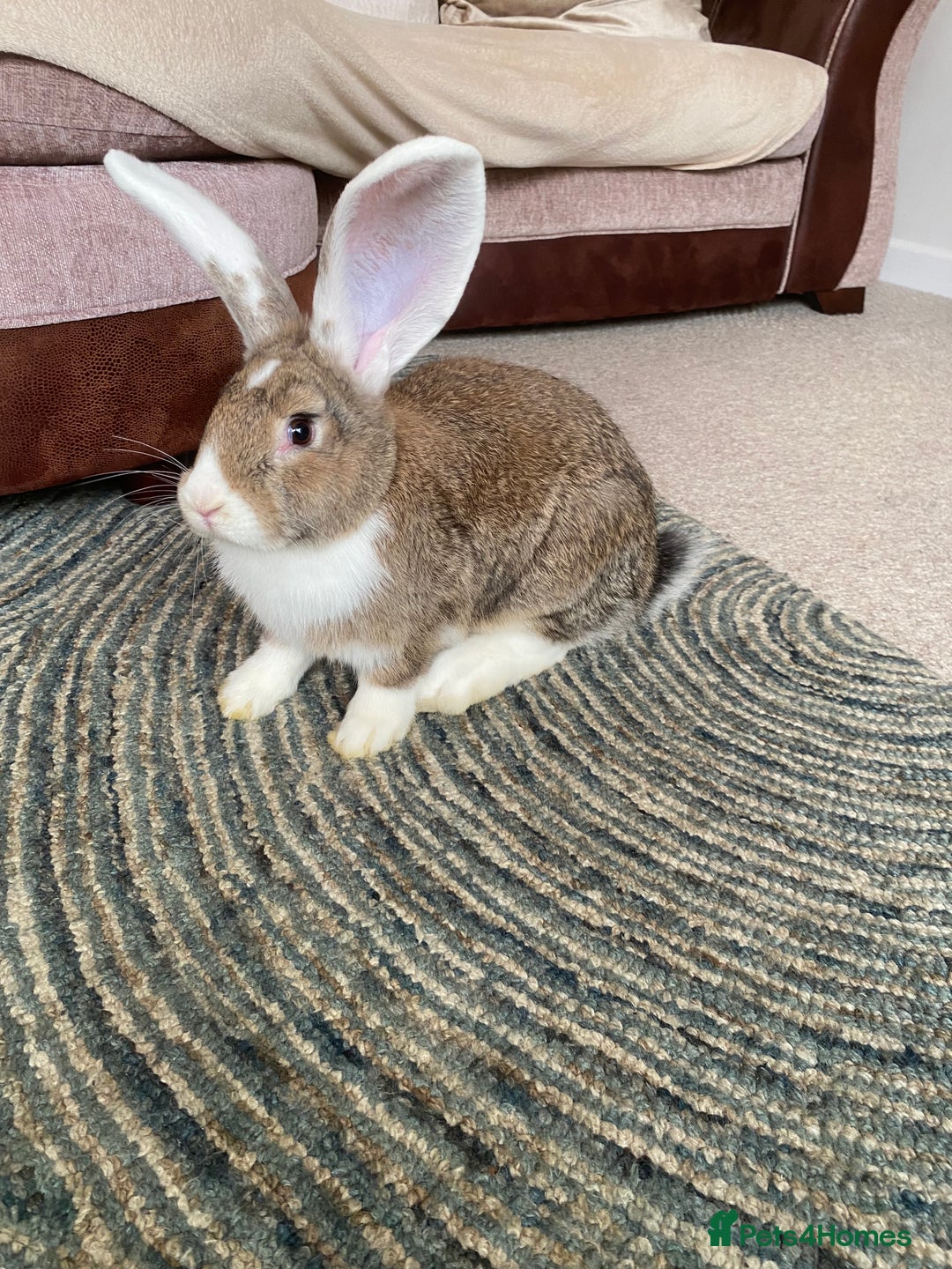 Continental Giant rabbits for sale: Continental giant rabbits  - Image 13