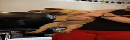 Frug dogs for sale: 6 month old Male Intact Pug / Frenchie - Frug in Leeds - Advert 2