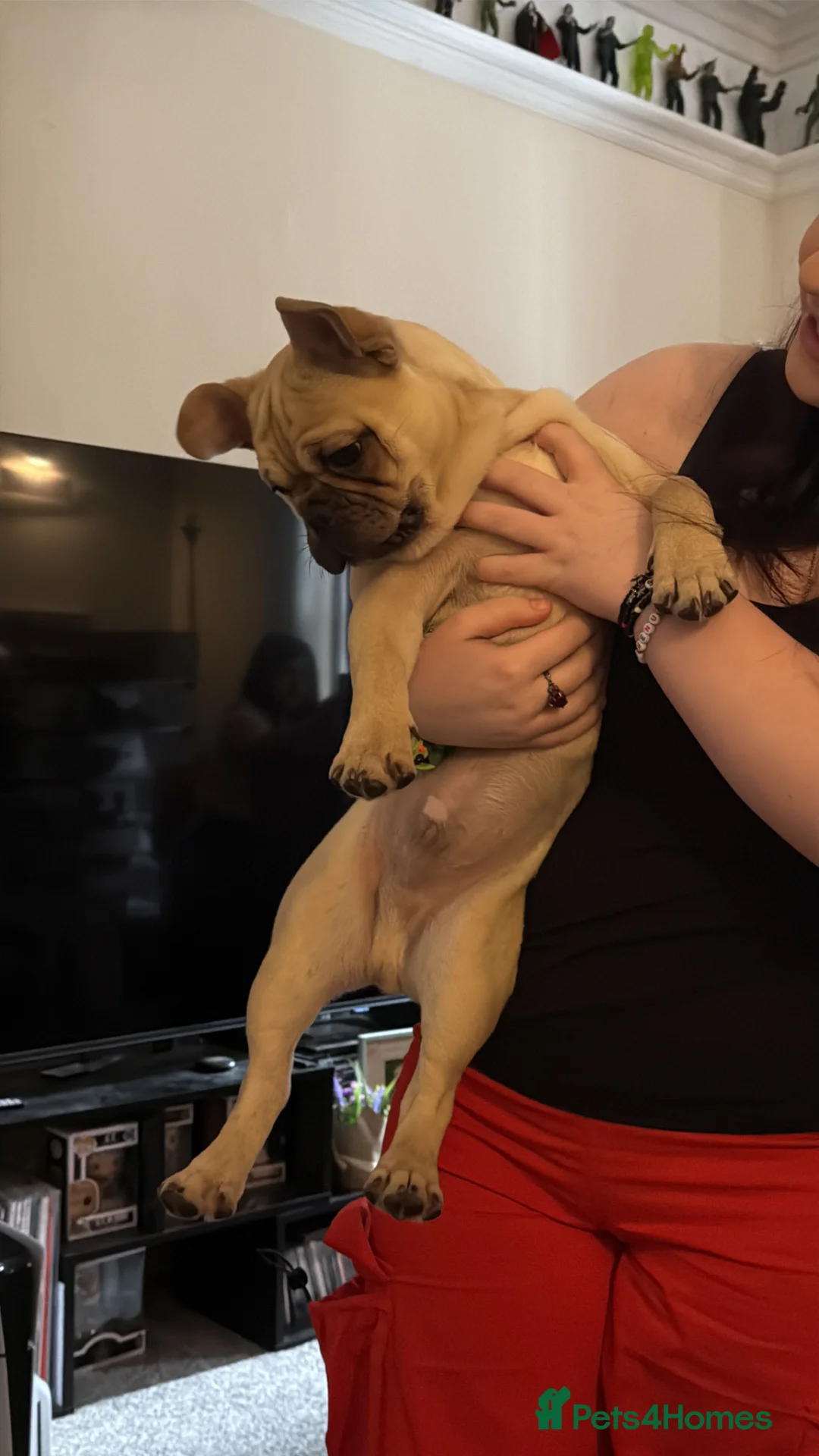 Frug dogs for sale: 6 month old Male Intact Pug / Frenchie - Frug in Leeds - Advert 2