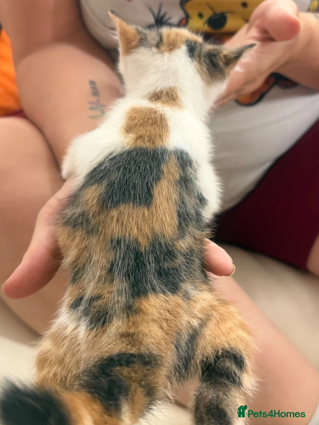 Mixed Breed cats for sale: 4 beautiful kittens 1 boy 3 girls  - Advert 10
