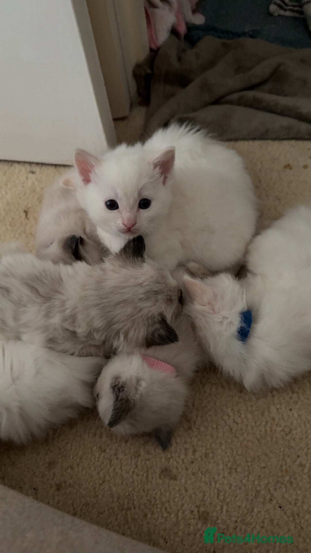 Ragdoll cats for sale: 8 ragdoll kittens, flame point, seal & blue point - Image 9