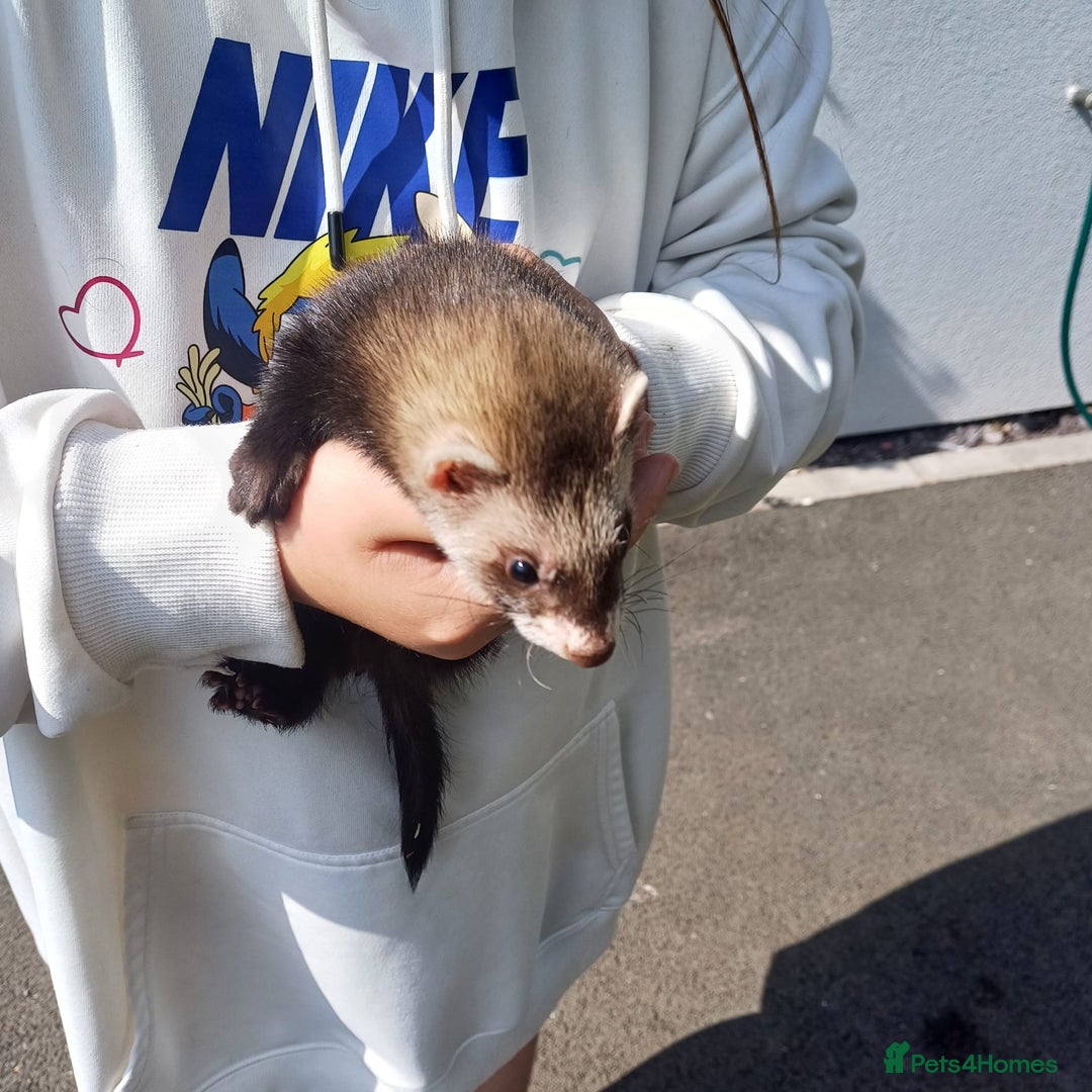 Ferret rodents for sale: Super friendly ferrets - Image 3