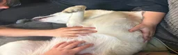 Borador dogs for sale: Lab x collie for rehome  - Advert 4