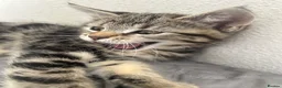 Mixed Breed cats for sale: Stunning Kittens looking for their forever homes - Advert 18