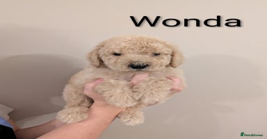 Standard Poodle dogs Standard poodles.ONLY 3 FEMALES REMAINING  - Advert 7