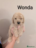 Standard Poodle dogs Standard poodles.ONLY 3 FEMALES REMAINING - Advert 7