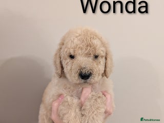 Standard Poodle dogs Standard poodles.ONLY 1 FEMALE REMAINING - Advert 3