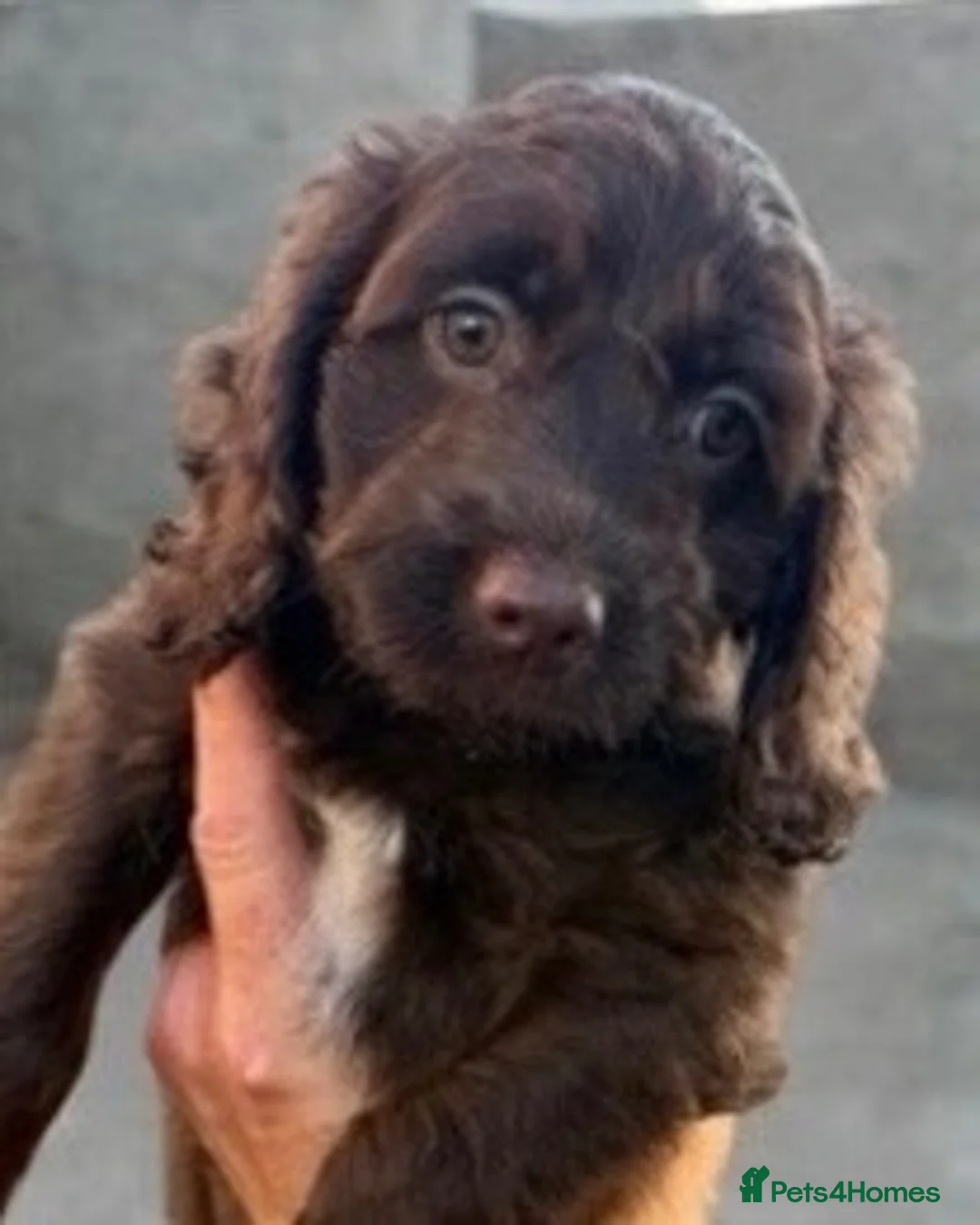 Sproodle dogs for sale: Female sproodle - Advert 2
