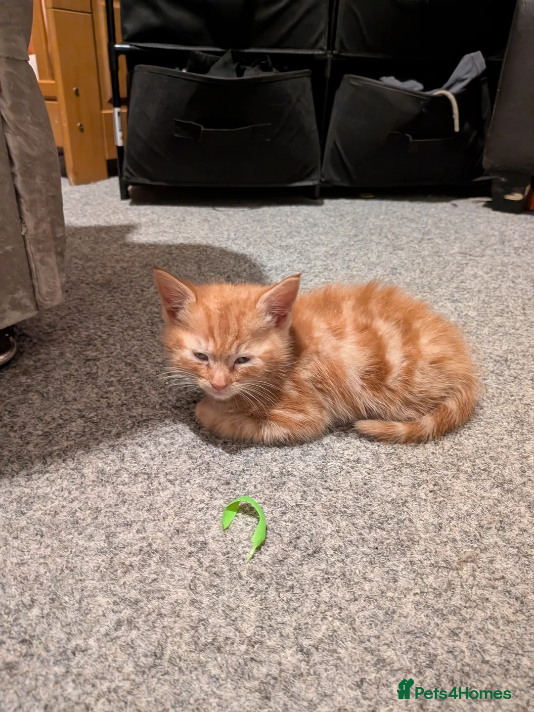 Mixed Breed cats for sale: Looking for there forever home  - Advert 2