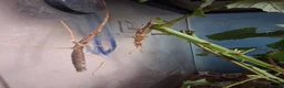 Stick Insects invertebrates for sale: Mixed breeds of stick insects  - Advert 8